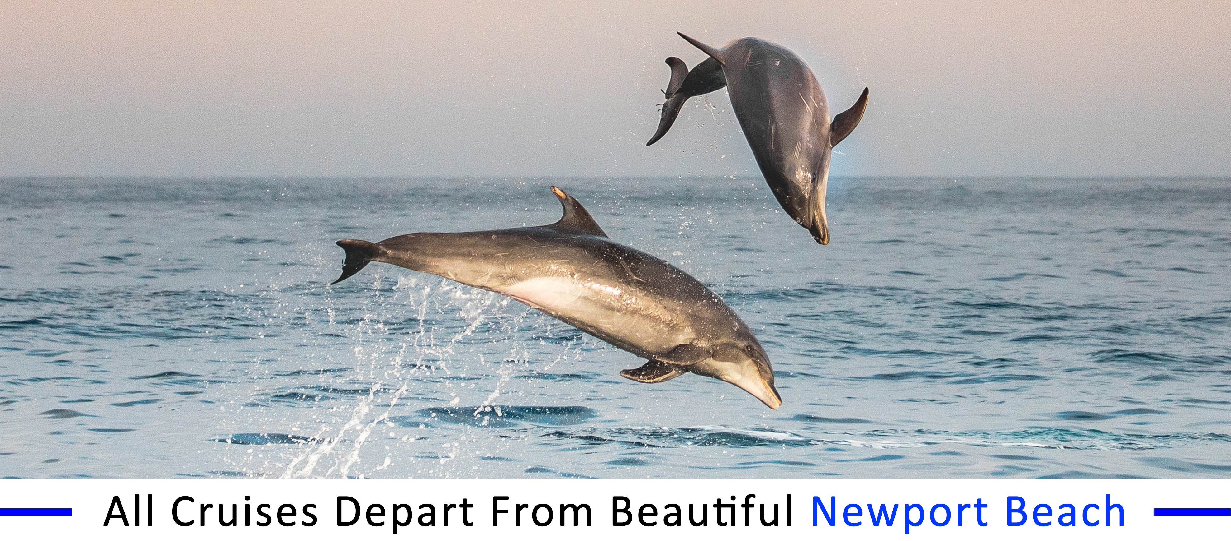 whale-watching-Southern-California whale-watching-Southern-California-field-trips